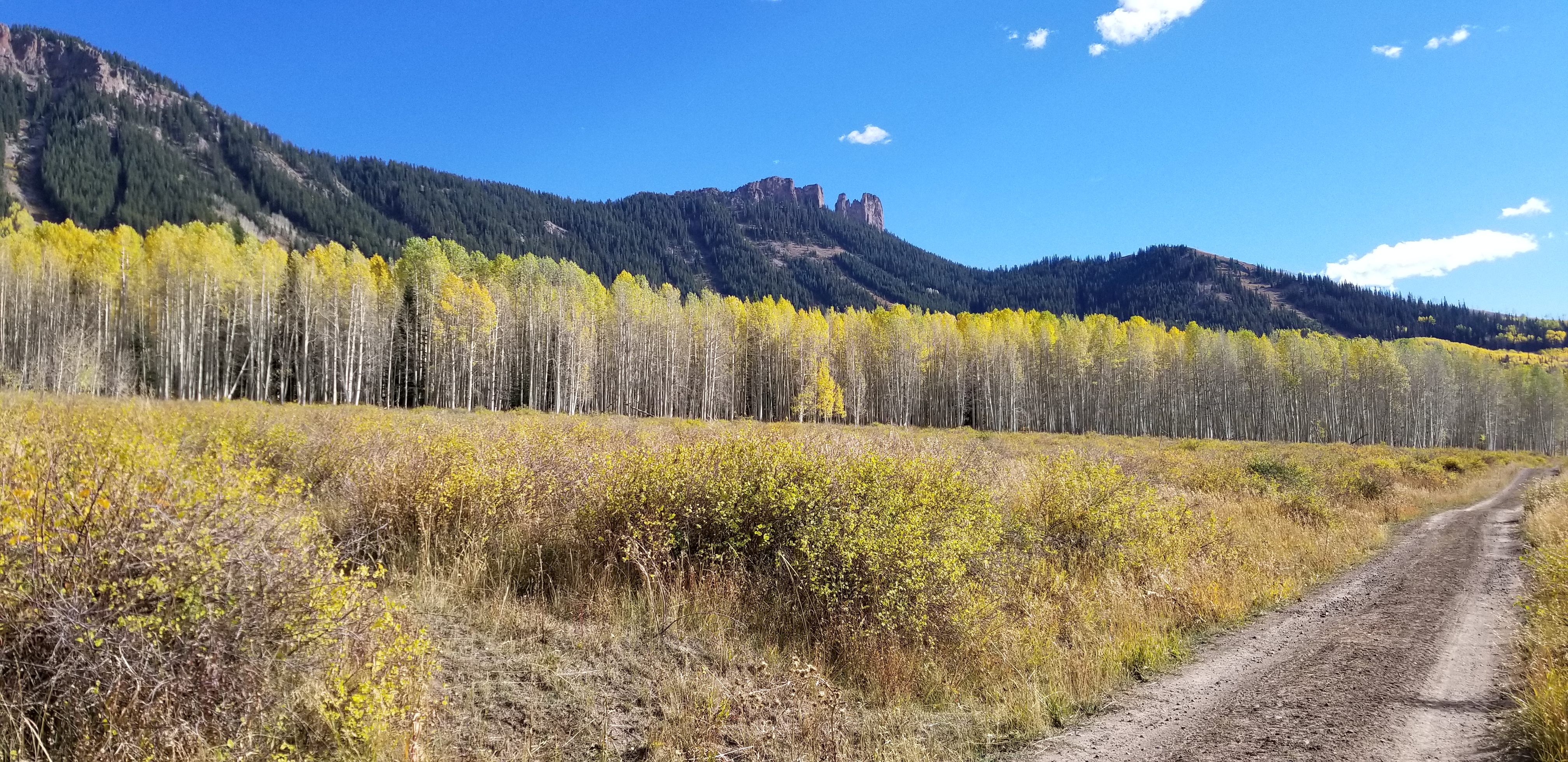 Aspens, West Elk Wildernes, Colorado
